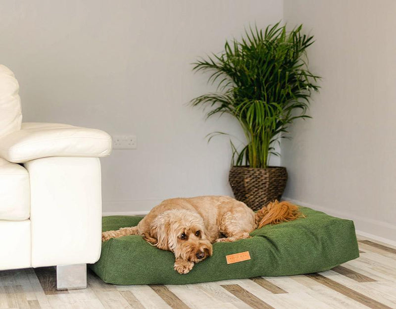 Woofers Hot Dogs: The Ultimate Guide to Gourmet Dog Treats & More