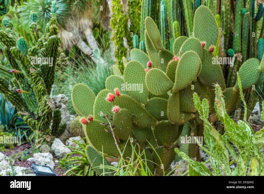 Hot Dog Cactus: The Complete Expert Guide to Growing and Caring for Stenocereus