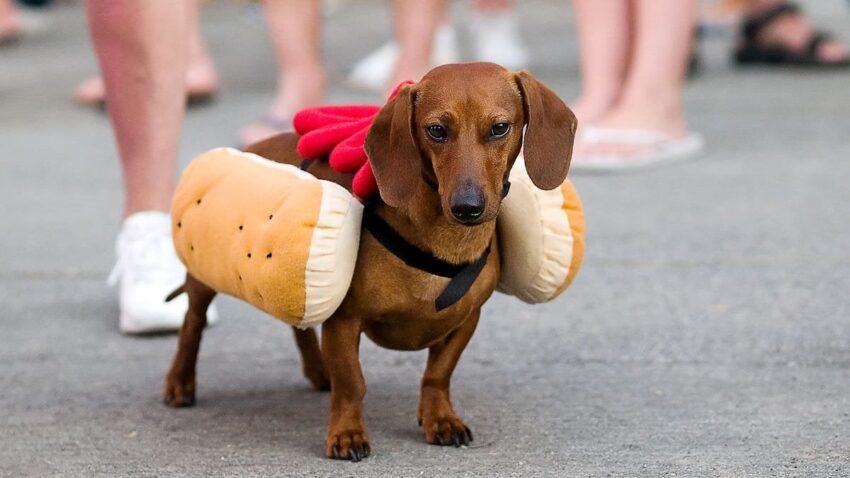 Hot Dog Clothing: The Ultimate Guide to Canine Couture [2024]