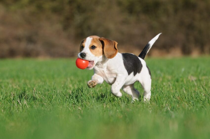 Hot Weather Dogs: Keeping Your Canine Cool & Safe – Expert Guide