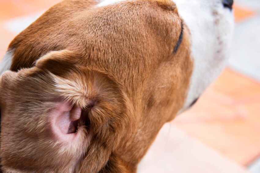 Red & Hot Dog Ears: Causes, Treatment & Expert Care
