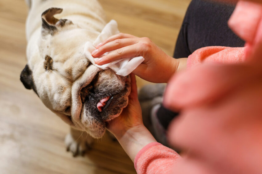 Best Hot Spot Treatment for Dogs: Relief & Prevention Guide