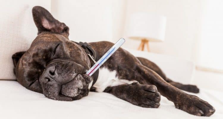 Dog Feels Hot on Head? Expert Guide to Causes, Symptoms & Relief