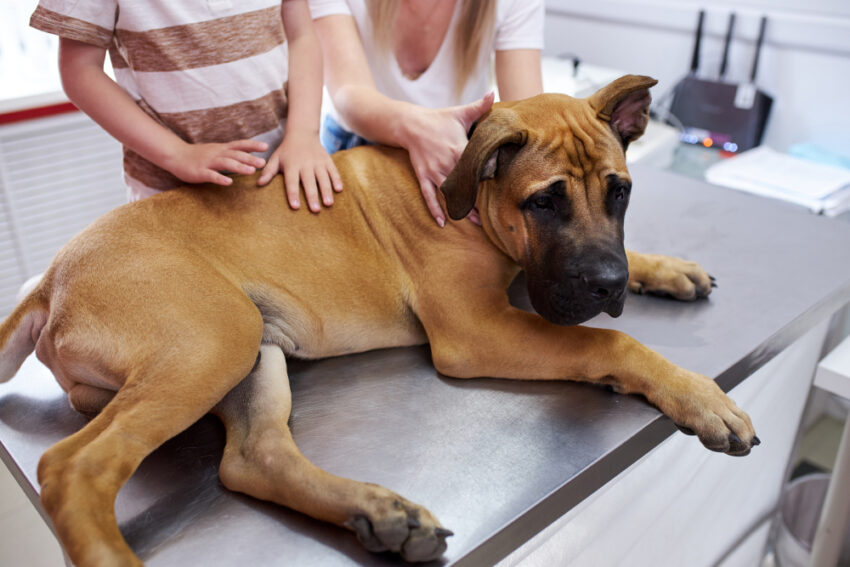 Can Dogs Eat Hot Dogs? Expert Advice on Safety & Risks