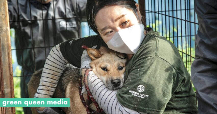 North Korea Hot Dog Ban: Unraveling the Mystery & Global Impact