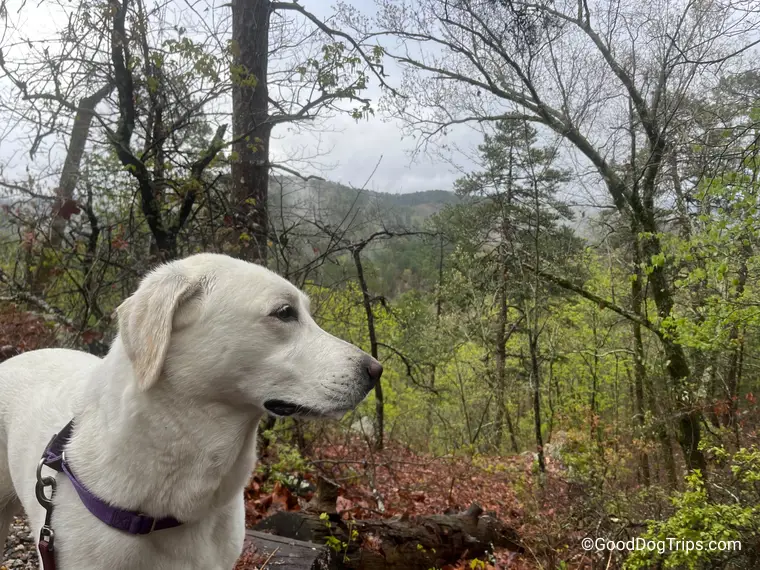 Hot Springs Dog Pound: Ultimate Guide to Canine Hydrotherapy