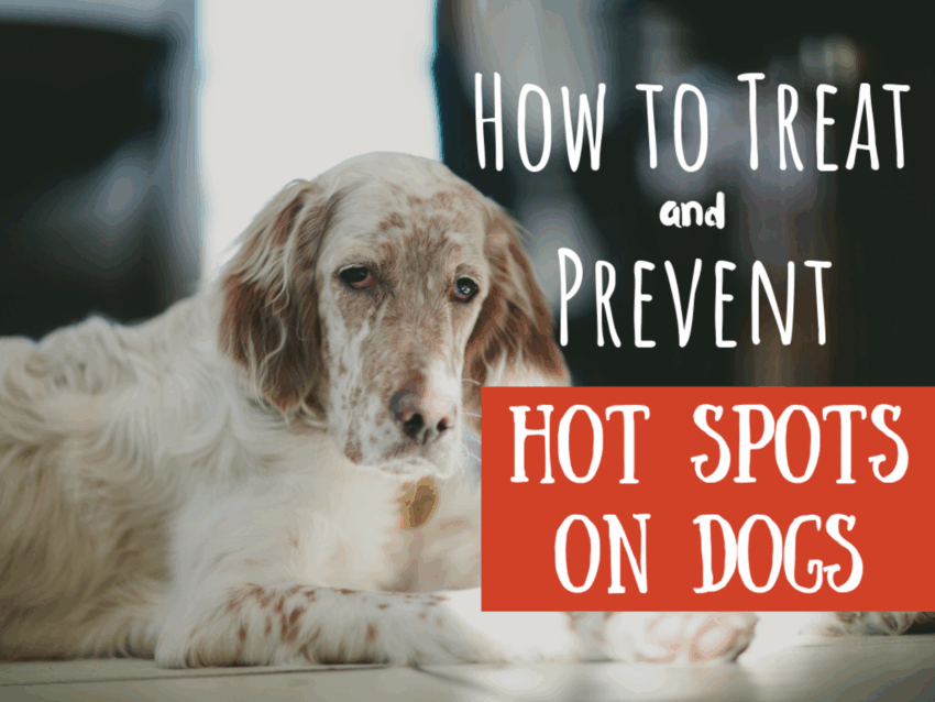 Hot Spots Dog Treatment: Your Expert Guide to Relief & Prevention