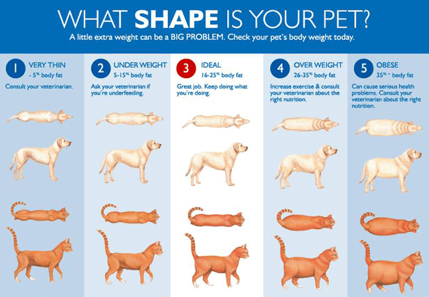 Is My Dog Too Hot? Expert Guide to Preventing Heatstroke