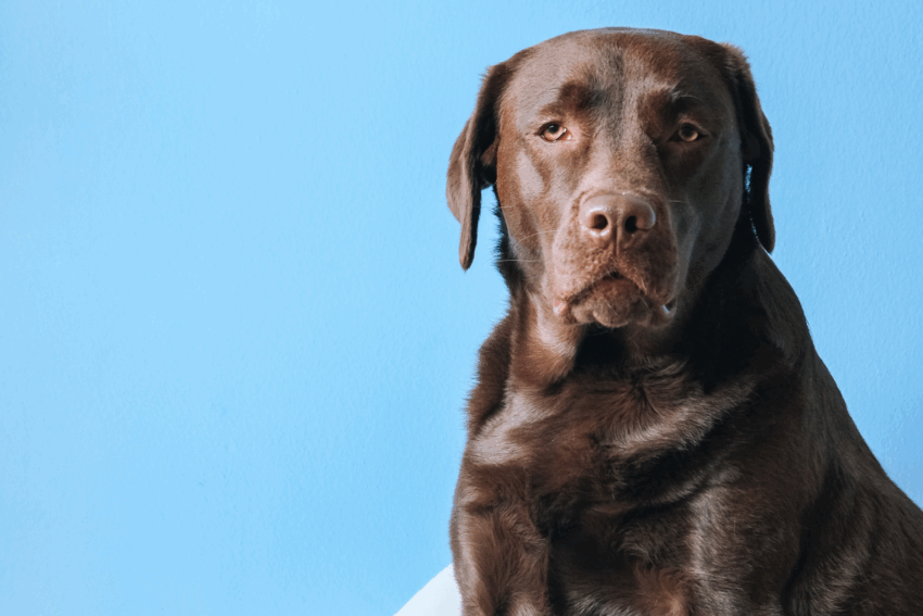 Dog Hot Spots Remedy: The Ultimate Guide to Soothing Your Pup’s Itch