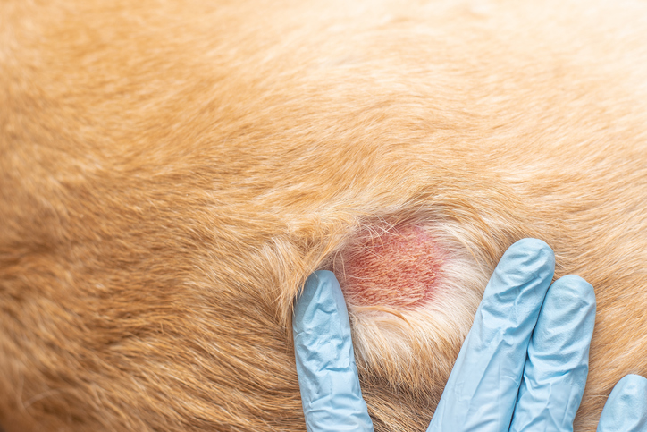 Hot Spot Remedy for Dogs: The Ultimate Guide to Soothing Relief