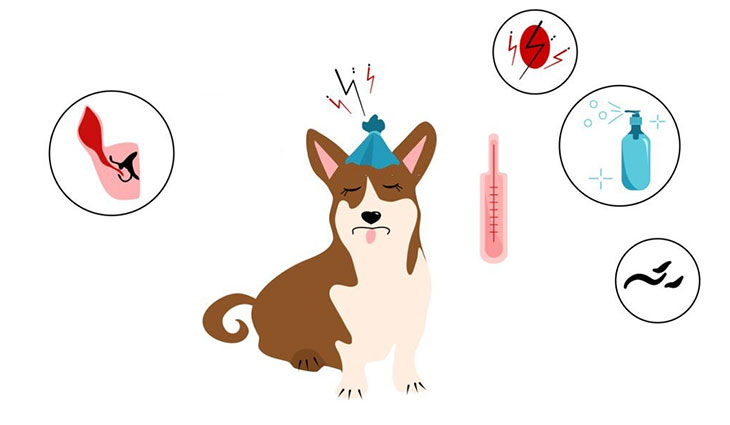 Dog’s Ears Hot? Causes, Symptoms & Expert Care Guide