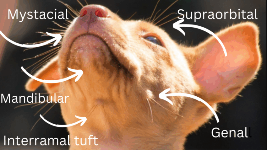 Dog’s Forehead Hot? Understanding Causes, Symptoms & When to Worry