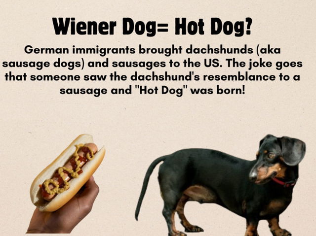 Hot Dog Origins: Unraveling the Culinary Mystery