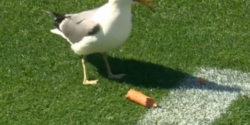 Seagull Hot Dog: The Ultimate Guide (Is This Real?)