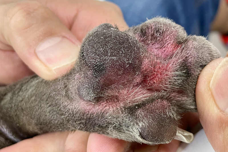 Dog Hot Spot Paw Pads: Expert Guide to Soothing Relief & Prevention